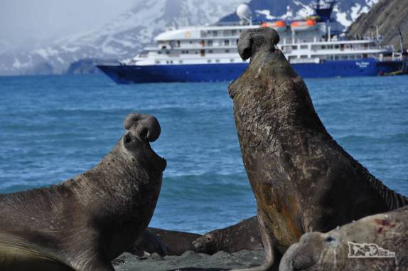 Elefante-marinho se ergue sobre rival na praia de Gold Harbour, na Geórgia do Sul